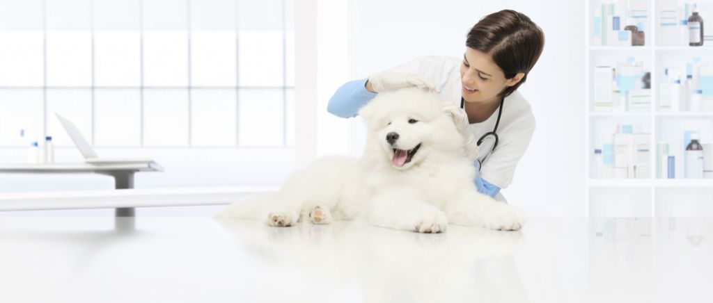 Dog and Veterinarian during a food sensitivity screening